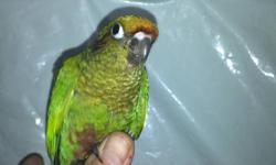 HAND-FED MAROON BELLIED CONURE BABIES FOR SALE. WILL BE WEANED IN 1 WEEK. THEY ARE IN GOOD HEALTH AND NICE FEATHERS. 170$ EACH JUST THE BIRD,
PICTURE # 1 & 2 ARE THE ACTUAL BIRDS
 
PICTURE # 3 AND 4 ARE SIMILAR BIRD WHEN THEY GROW UP.230$ WITH NEW CAGE