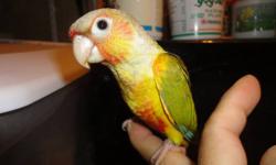 HAVE 1 PINEAPPLE FEMALE CONURE FOR SALE WITH DNA PAPER. SHE IS 9 WEEKS OLD WEANED AND READY TO GO. FRIENDLY AND IN GOOD FEATHERS AND HEALTH. 350$ FOR HER.
NEW CAGE AND STAND AVAILABLE WHEN YOU BUY THE BIRD FOR 50$
DIMENSION IS 18" X 18" X 23"HIGH. TOTAL