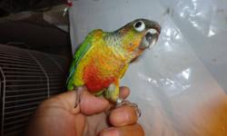 PLEASE NOTE: PICTURE # 1 ONLY TO SHOW THEY  WILL LOOK LIKE WHEN THESE BABIES ARE FULLY GROWN. SOME HAVE MORE RED AND YELLOW IN THE CHEST AREA. SO HAVE LESS.
RIGHT NOW THESE BABIES ARE 3 WEEKS OLD.
I HAVE 8 YELLOW SIDE CONURE BABIES FOR SALE. SOME STILL IN