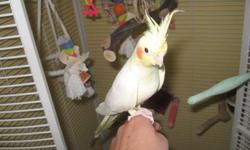 Princess is a 3 yr old female lutino cockatiel.
Guaranteed female. She has laid eggs.
Being female she doesnt talk, but does chirp.
Her wings are not clipped. She spends the day loose in the house and goes in her cage at night. She loves to be around
