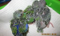 I have 3 handfed baby parrotlets that will be ready to go to there new homes in about 3 weeks. One green male and two green females. They are being handfed now and well socialized with all members of our family. If interested you may come visit and pick