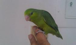 I HAVE 2 HAND-FED GREEN PARROTLET FEMALES BABIES FOR SALE, WEANED AND READY TO GO TO GOOD HOME. FRIENDLY AND WILL NOT BITE. GOOD FEATHERS AND HEALTH, BANDED. 100$ EACH. THE PRICE IS FIRM. PICTURE # 1
1 HANDFED BLUE PARROTLET FEMALE FOR SALE. WEANED AND