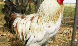 I have a mixed breed Rooster who needs a home. He is a Polish X and about a year old. He has always been a free range chicken and not aggressive. He?s great at roosting high at night if you just want him as an acreage pet. He is used to dogs and cats.
I