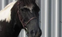 I am an honest trustworthy male (gelding) 11 yrs. old, looking for a new partner to love me.  I am 13.1 hh high and in great athletic shape.  my hobbies include long trail rides, jumping and games (ppg)  I have no vices and I'm in great health. I am very