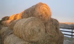 Hay bales for sale, 5x4.5ft round, this years 1st cut, 60%smooth broome, 20%crested wheatgrass and 20% alfalfa.
No rain $25 per bale
Call 306-254-4710 or 306-230-1487