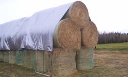 Alfalfa/Timothy blend, 1450-1600 lb', 5' x 6' round bales, no rain.  $50 per bale.  Vanderhoof