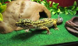 Hey there, I have about a year old healthy female leopard gecko I got from a reptile expo. She is really friendly and has awesome markings and colors. Shes a good weight and a good eater, except she doesn't seem to like live crickets , mostly worms of any