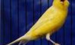 BEAUTIFUL, HEALTHY, NEW BORN CANARIES FOR SALE....DIFFERENT COLORS AVAILABLE....NICE SINGING VOICES....THEY MAKE GREAT XMAS GIFTS.....FEMALES $25.00.....MALES $50.00....WHY PAY HIGH PET SHOP PRICES....I ALSO HAVE REASONABLY PRICED BIRD CAGES FOR
