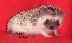 ?2012 Hedgehog Babies?            
from BC breeder Hoppin Hedgehogs
 
Hoppin Hedgehogs is pleased to announce Hoglets born on January 1st 2012. We are expecting more litters to be born this month. Our January 1st litter will be ready to go to new homes