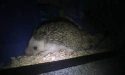 Selling 1 year old hedgehog with 24" W x 12" H x 16" D tank, wheel, food and water bowls and some food along with a owners guide book and some toys.Hedgehog is still small and fits in your hand perfectly, it's a male.
He's a bit shy but gets along with