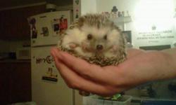 I have 2 female hedgehogs for sale, One at 9 weeks (just a baby) and one at 6 months. Both are very friendly and quite. LOW maintenance and litter trained. please contact for more information .
