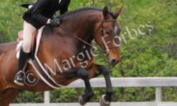 Helicon is a 2003 16.2hh bay 1/2 Thoroughbred 1/2 Morgan gelding by His Excellence and out of Justin the Nico Time. He has shown to 2'9" in both the Hunter and Jumper rings. Great in match the clock jumper classes, always close to the optimum time.