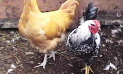 I have a few extra roosters for sale or trade. 
Will trade 3 roosters for one hen
of the following breeds.
Ameraucana, Silver Laced Wyandotte,
Buff Brahma.
Roosters are Ameraucana, Buff Orpington
and one Silver Laced Wyandotte,
2 Cochin x Ameraucana.