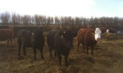 We are selling our Herd of Red Angus/Semintal Cross. From Heifers to 8 year old Cows. There are no mean ones, it is a ver clean herd of cattle. They are bread with a Red Limo Bull. They all have good Utters. We are selling 30.  We are asking $1300.00