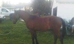 GraceGrace is a wonderful quarter horse cross mustang yearling filly that has become quite friendly; she is halter broke and is picking up on everything quickly! She recently had a visit by the farrier whom she stood beautifully for, she got nervous about