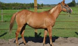 Largo
Unregistered red dun Gelding
2 years old
Pictures 1 & 2
All his siblings have been good boned and athletic horses. Largo would make a great ranch mount as he will be quite stocky and built. Largo is halter broke, pick up his feet, loads etc. Don't