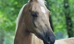 Smarty is a total Barbie with her 15.3h golden body and thick tail that drags almost 2 feet on the ground when it is let down. She is a registered Â¼ Quarter Horse Â¾ Arab mare. She spent 15 months in Washington for Western Pleasure training but I do not