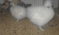 I have several breeds of Heritage Chickens we are planning on hatching; Rhode island Reds, Barred rocks, Speckled Sussex, Laced Wyandottes ,Cochin, Brahmas, as well as several duck and turkey breeds....i also have several fancy and Rare breeds ...Feel