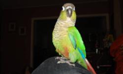 Hi ,, my name is Molly, I was born on Dec 28th,2007, I am a Green cheeked Conure, I was born at Avianloft canada, I have my hatch certificate and my certificate of registration, I come with my cage and all accessorys, and I have lots of play toys too, My