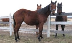 2010 BAY Filly AQHA registered.Started lightly under saddle has been ground drove.This filly is so smart and easy to work with.A trainers dream.She is very light in the face.Granddaughter of the superstar HIGH BROW CAT.Also has Bob Acre Doc and Freckles