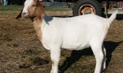 Have two high percentage Boer doelings from this spring. I believe they are in the 60-80 lb range. Nice animals from good birthing mothers.
