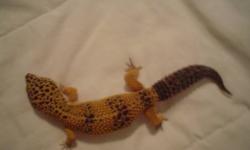 Hi, I have an approx 6 yr old High yellow leopard gecko for sale. I am starting a new job in the new year and will not have time to care for my geckos properly, I have 5 that will all need to be sold before January. This one is a female and I was told