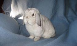 "Clyde"
Pedigreed Holland Lop Proven Buck 
for sale $30.00 obo
he will be a year Dec 31
Frosty in color.
Real nice buck
E-mail or phone Hailey @ 697 2696