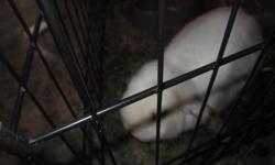 Hi,
I'm selling a Holland lop, she is 5 months old, she is super sweet bunny, i can not keep her anymore because i can't have that many pets, I already have 4 rabbits and her.
She is $15 I can deliver to surrey on Fridays or Sundays.
If you have any