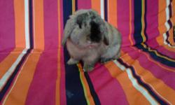 I am moving to Calgary at the end of the month so I need to sell my 2 year old Holland Lop bunny. He was born on November 9th 2009 and he is orange and black, which are very rare colors.
 I am asking 60$ for him and the cage, food, water bottle, litter