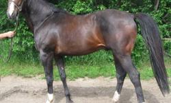 FDF Braveheart
16.1 hh 2004 Holsteiner Stallion
  Bloodlines
(Barnaul, Corleone, Libero H, Troubadour)
Imported from USA in 2010. His linage has successful careers in dressage, eventing and stadium jumping. His dam is a half-sister to NUMERO UNO !
2012
