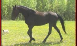 Ebony is registered with TWHBEA, she is a 4 year old mare, she is very sweet, has had her first foal this summer, she was a great mom... she is ready to be started undersaddle she stands an impressive 16hh... she is solid black, she has two half sisters
