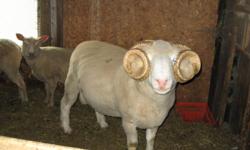 Horned Dorset Ram just over 2 years old.  Proven breeder.  Sheered in October. Raised on a small hobby farm.  Reduced!  Asking $300 or best offer. To view or to make an offer, please call.