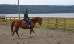 1999 Reg, Appendix Mare available for partial lease: very pretty 15?3 chestnut mare. Well trained for flat, W/T/C, leg yields, flying changes. Some show experiance. Can be ridden English or western, does trail.  Excellent ground manners, easy to catch,