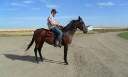 3 year old bay Standardbred filly.  Very loveable and willing manner.  Approximately 16.1 hh.  Has 2 years of driving and broke to ride.