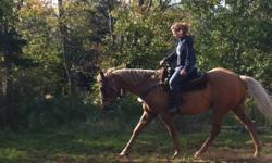 Riding horse little rusty but good for riding. Sets his head an looks very good 15 3hh was shown also dose raining will do payment plan only over 4 months he is 12 and in very good health no breathing problems or anything crazy like that, nice feet.