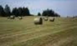 100 round bales of Timothy horse hay for sale ! Was not rained on and is available for pick up in the field. $15. Bales are 4 x 5