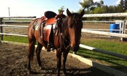 For sale as a package deal includes my one year old Billy Cook Saddle, tack including saddle pads, bridles blankets ect.
Bumper pull slant 2 to 3 horse trailer , rubber floor mat, good condition.
And my almost three year old 1/4 horse gelding Jack. I have