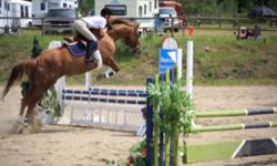 I am offering quality horse training for very affordable prices. I have been riding for 15 years and training horses for the past 4 years. I specialize in jumpers and 3 day eventing, but also have experience in dressage, reining and cutting. Colt starting