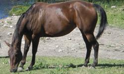 3 5 year old Mares. All broke to ride. Quarter horse mix. 15 hands plus.
1 4 year old mare. Broke to ride. Quarter horse mix. 15 hands.
2 4 month old colts. 1 male& 1 female. Quarter horse/ Paint
1 shetland pony