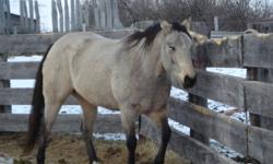 Horses for sale.. I have bred mares & young horses. AQHA and APHA.
 
Mares & Young Fillies & Bred Mares
 
1) DJ LA BELLE CASH --2007 Appendix Buckskin  Ranch/Barrel bred. Started Under Saddle (Pic. 1)
 
2) PEPTOS HR CAT -- 2009 Sorrel Cutting/Reining