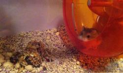 Looking to rehome my dwarf hamster, she recently lost her buddy and i just dont have the time to spend with her so i am hoping to find her a home where she will get lots of attention or someone who already has one and is looking to upgrade. She is