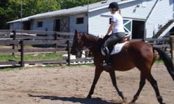 15.1hh hunter/jumper mare for half lease. Has no vices. Needs an intermediate sensitive rider. Located at a private barn in Mount Uniacke with on property trials and large well lit outdoor arena (No indoor).
I am busy with school and would like to see her