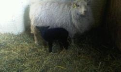 hi there,
i need a pure breed shetland sheep ram for breeding ASAP.
i would prefure just a stud service but will consider purchasing the ram if the price is reasonable.
 i cant edit my other ad so i assume someting is wrong with it (if anyone tried to