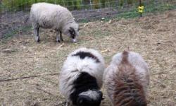 Purebred Icelandic sheep for sale. Mostly ram lambs available. E-mail for more info / photos.