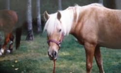 Hi im loking for a horse that I used to own about six seven years ago I know its a long shot but Im willing to try. His name is WITCHITA and he would be arounds 14 years old he is a palamino; was a beautiful gold in the summer and turned near white in the