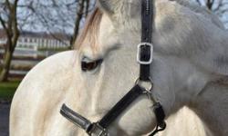 Jazz up your life?
And put me under your tree!
 
Jazz is a lovely grey 9 y.o. QHx mare ? very solid build.
Sound, with no vices & has never had any health problems.
A very easy keeper, Jazz is happy living in or out (with a blanket in winter). 
Goes out