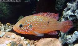 I have about 10 jewel cichlids for sale, they are an inch or so long and are probably about 6 months old they were born in our tank. The photos are from the internet but I can take some of the actual fish if needed, the parents look just like the bright