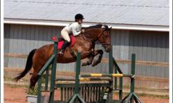 17hh Belg/QH gelding for half lease, price neg.
jumps up to 3 ft, will not turn down a fence.
sweet personality, quiet disposition.
Located at Horseplay Stables, Brookfield, NS