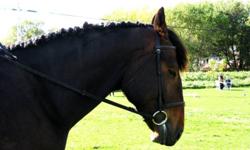 Tall Dark and Handsome
17.3hh 1/2 Hanoverian, 1/4 Thourghbred, 1/4 Percheron
5 Years Old
Had been started nicely on ground work and over fences.  He has also done a small cross country course.
This boy has excellent eventing potential!
 
$5,500  *Reduced