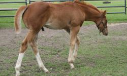 "Just Zippin Guilty"
 
2011 APHA Sorrel Colt. CCF Nominated. Very correct and talented colt. Great prospect for the CCF longeline and Halter Futurities!! Natural mover and smart. Excellent opportunity, priced to sell. This colt will halter and ride!
Sired